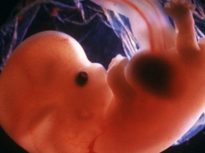 7 semaines de grossesse